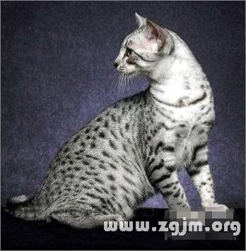 水瓶座最適合的寵物貓：埃及貓_十二星座