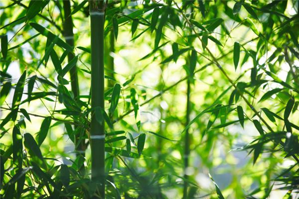 夢見種竹子_周公解夢