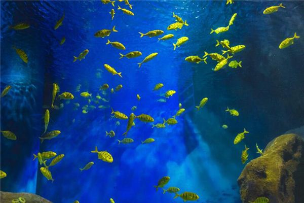 夢見好多好多魚_周公解夢