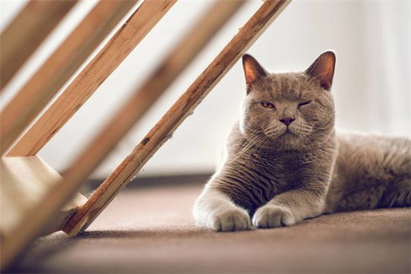 夢見自己養貓_周公解夢