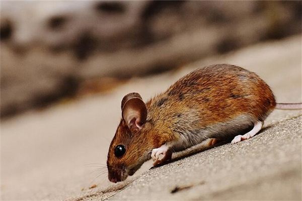 屬鼠的人有哪些年份_十二生肖