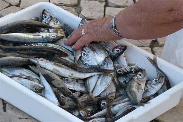 夢到涉水捉魚有什麼預兆_周公解夢