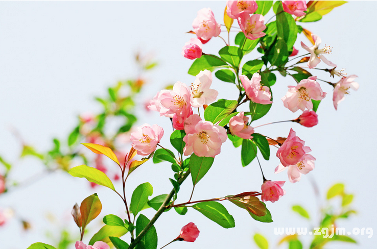 海棠花的花語