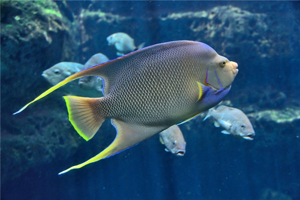 夢見熱帶魚有什麼預兆_周公解夢