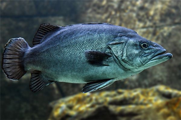 孕婦夢到黑魚_周公解夢