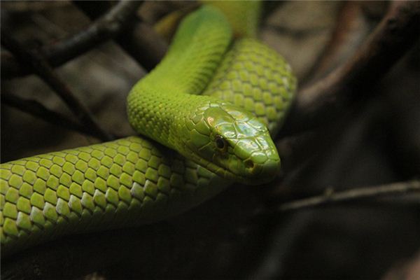 夢到大巨蛇死了_周公解夢