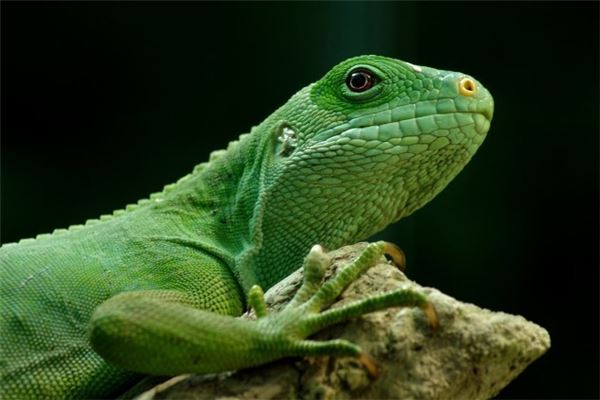 夢見特別大的蜥蜴_周公解夢