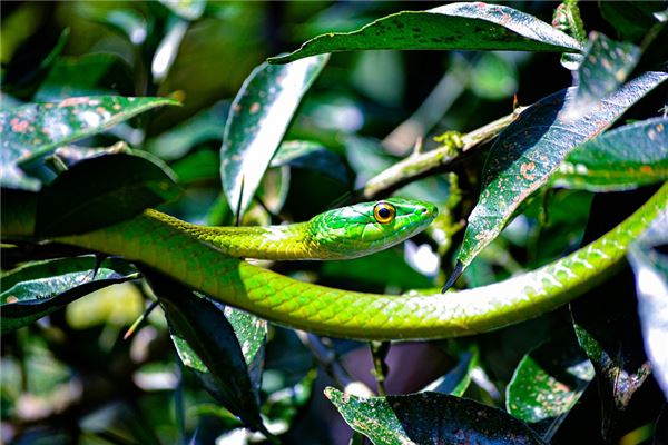 夢見蛇驚醒什麼預兆_周公解夢