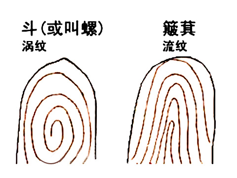 手指上的斗和簸箕代表什麼 十個簸箕 簸箕和斗算命