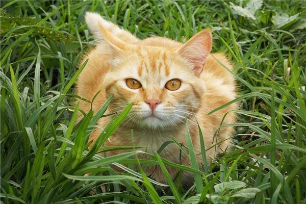 已婚婦女夢見黃貓_周公解夢