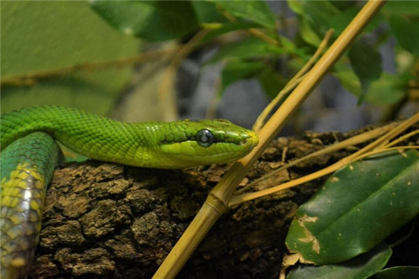 夢見一屋子蛇是什麼意思_周公解夢