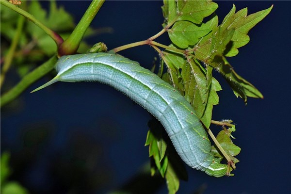 夢見食人蟲預示什麼_周公解夢