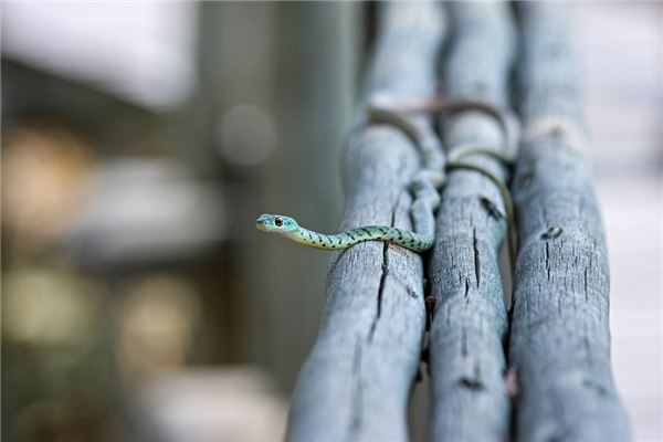 女人夢見蛇在家裡_周公解夢