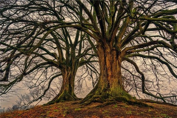 夢見沒有葉子的樹_周公解夢