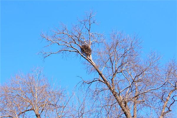夢見掏鳥窩_周公解夢
