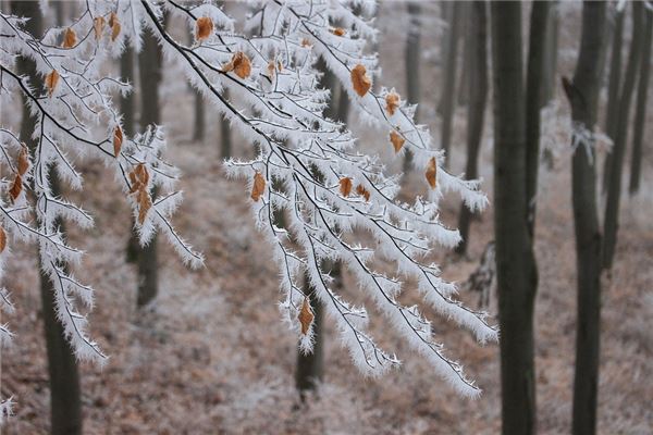 夢見霧凇意味什麼_周公解夢