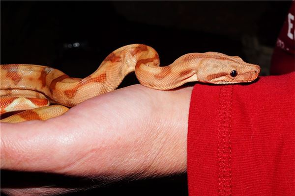 夢到大蟒蛇追我_周公解夢