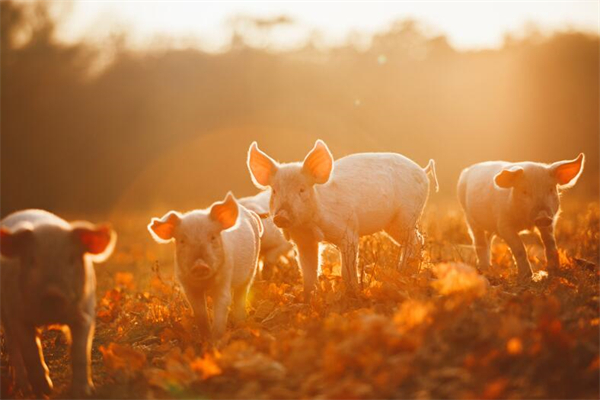 夢到豬豬代表著什麼？_周公解夢