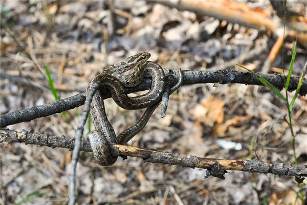 夢見追著蛇打_周公解夢