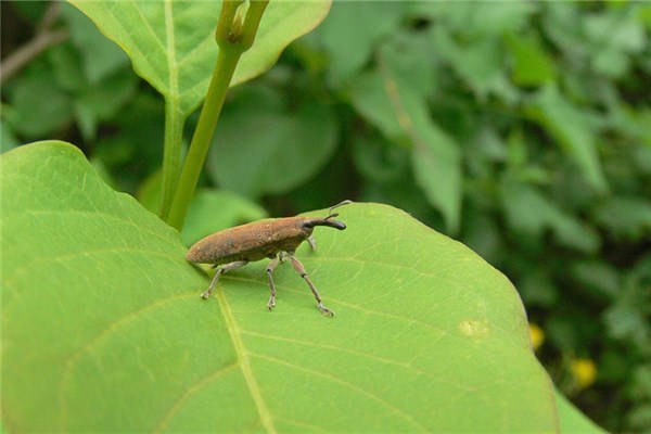 夢到蝨子意味著什麼_周公解夢