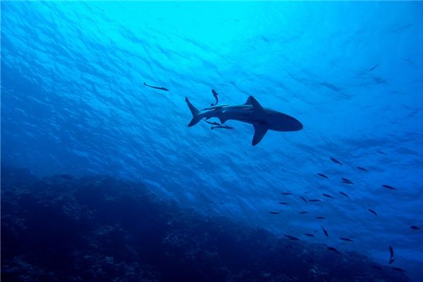夢見別人釣到大魚_周公解夢