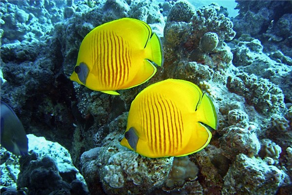 夢到發光的魚有什麼說法_周公解夢