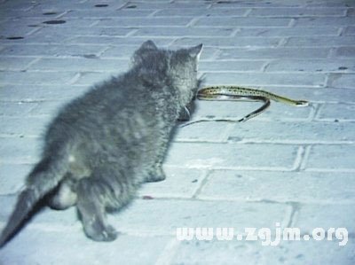 夢見貓吃蛇