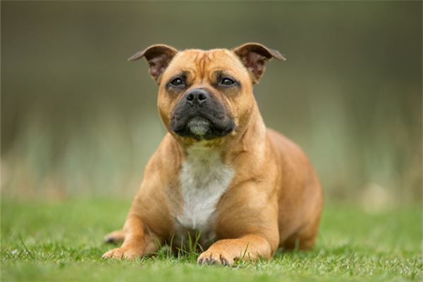 夢見自己養狗_周公解夢