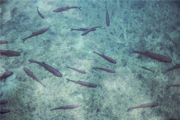 夢到大海成群的魚_周公解夢