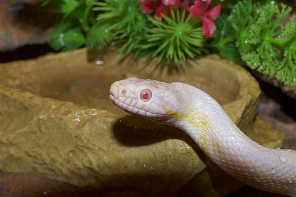 夢見大蛇進屋_周公解夢