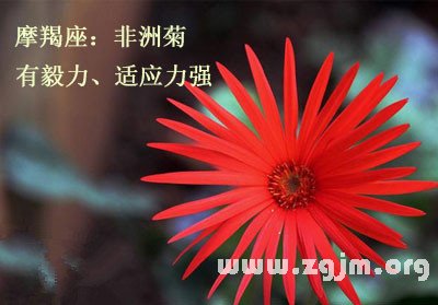 12星座都是哪種解語花_十二星座