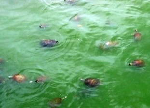 夢見很多烏龜在水裡游