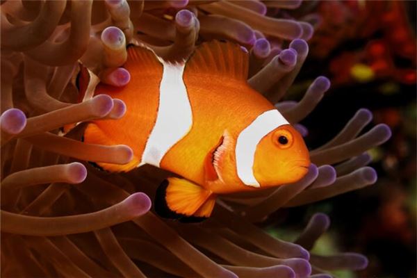 孕婦夢見魚是生女兒嗎_周公解夢 孕婦夢見魚是生女兒嗎是什麼意思_孕婦夢見魚是生女兒嗎好不好_周公解夢官網