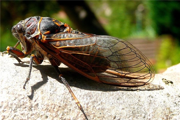 夢到摸金蟬意味什麼_周公解夢