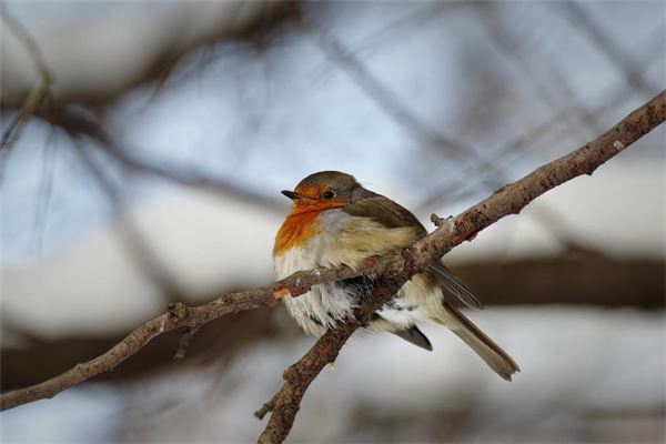 夢見鳥叫_周公解夢