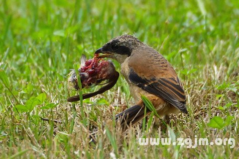 夢見吃鳥肉