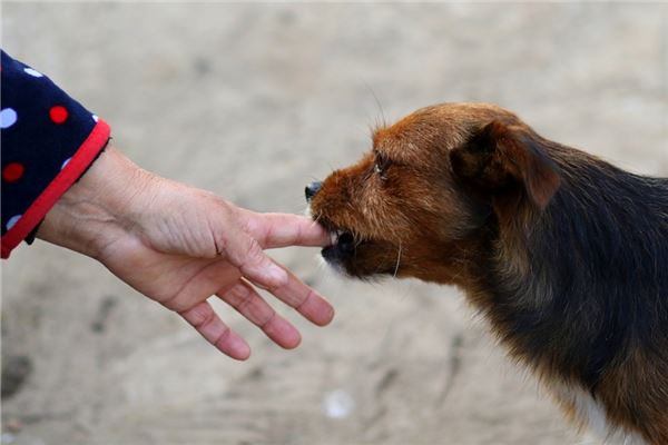夢中狗咬是什麼徵兆_周公解夢