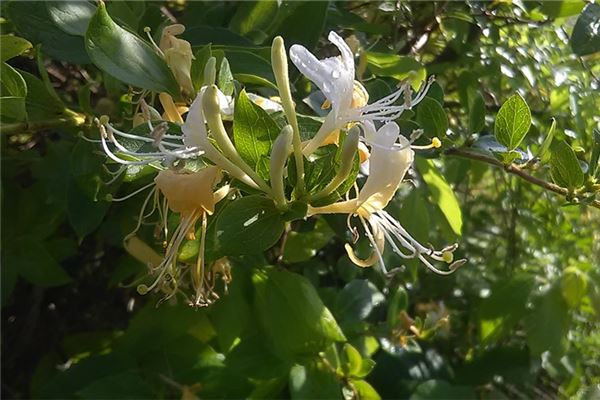 夢見金銀花開了預示著什麼_周公解夢