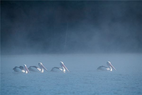 夢見方隊是什麼徵兆_周公解夢