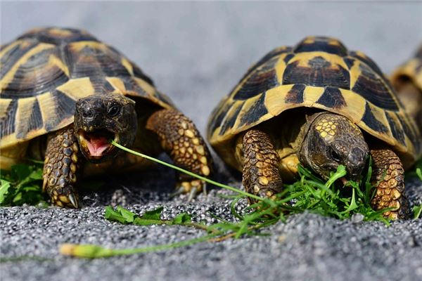夢到被烏龜咬手_周公解夢
