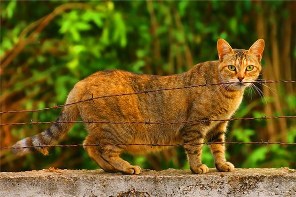 夢到貓懷孕_周公解夢