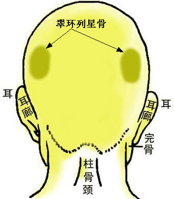 骨相大全——翠環列星骨