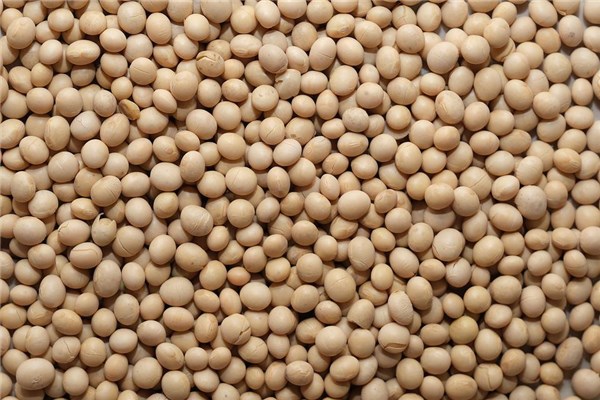 夢見收大豆是什麼兆頭_周公解夢