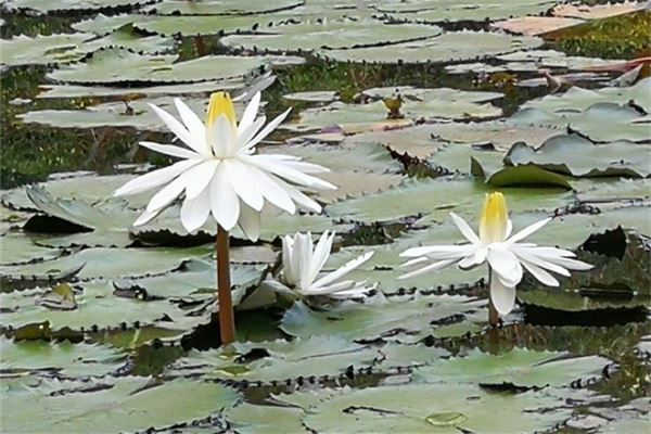 夢見白蓮花_周公解夢