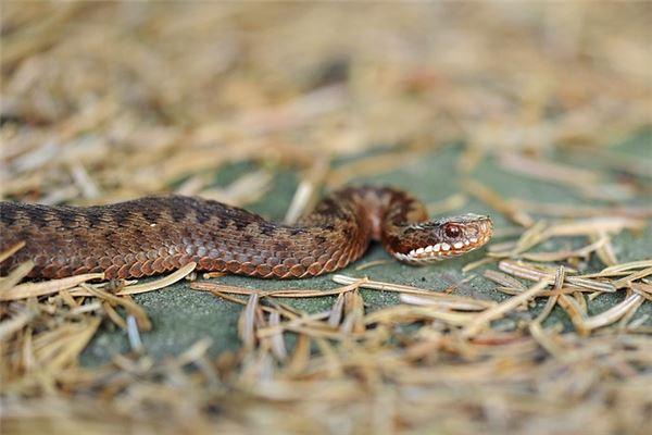 夢見救了一條蛇_周公解夢