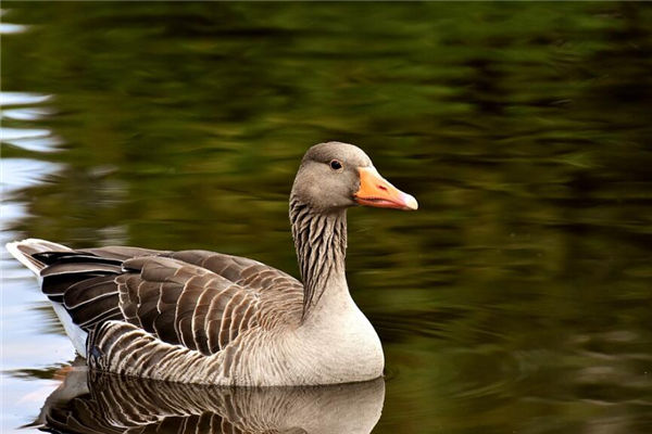 夢見被鵝咬是什麼意思_周公解夢