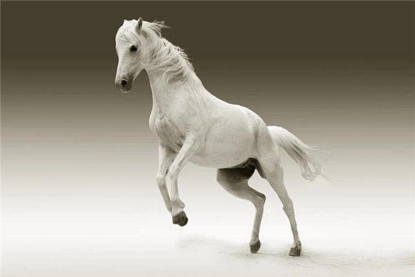 屬馬的人出生年份是哪些_十二生肖