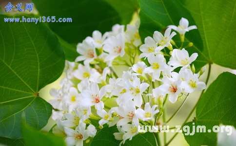 油桐花的花語