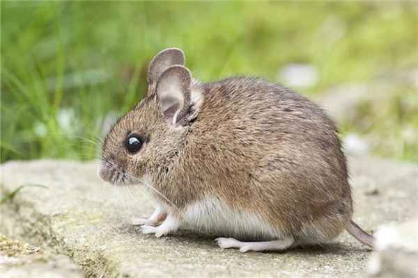 2021生肖鼠多大年齡_十二生肖