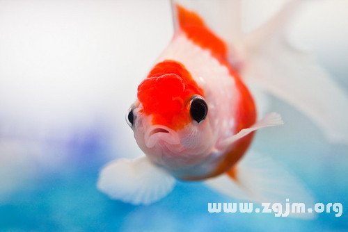 夢見自己抓魚